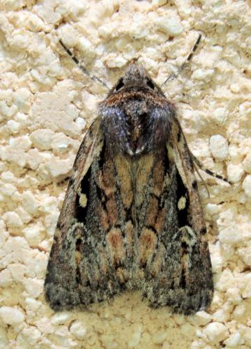 Réf. 338 057 : Xestia agathina